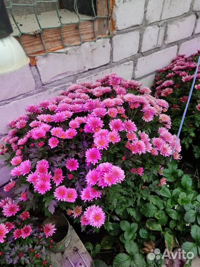 Мультифлора маточные корни