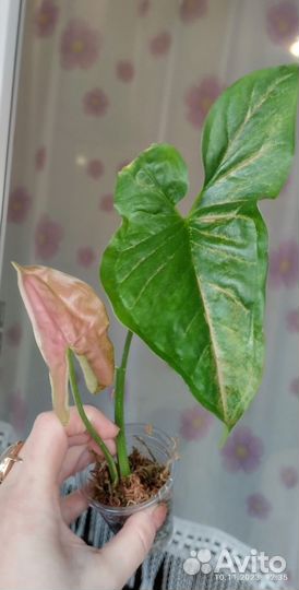 Растения комнатные