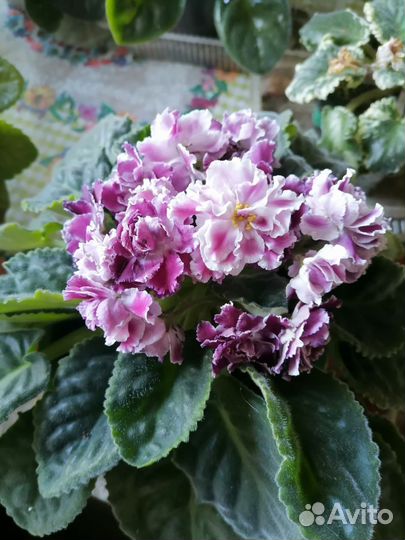 Фиалка в горшках цветущие и детки фиалок