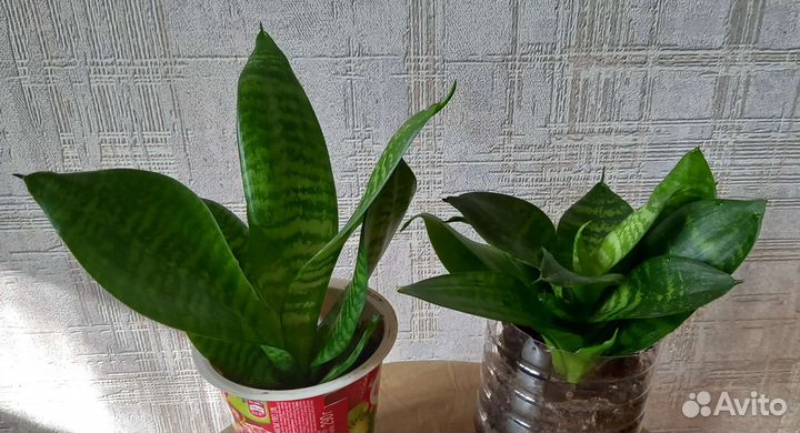 Сансевиерия ханни