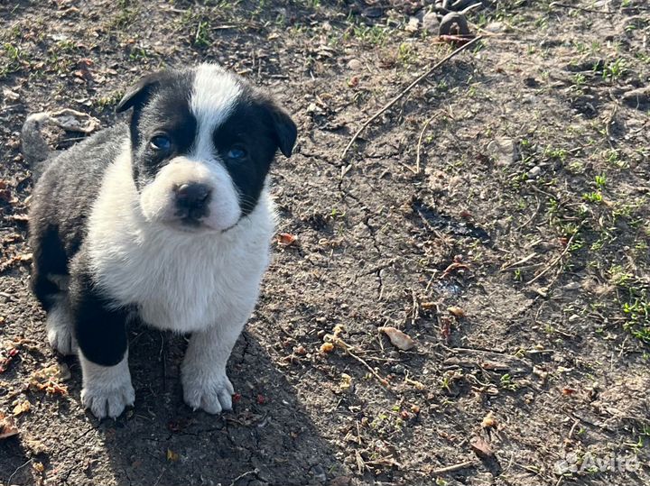 Собаки щенки