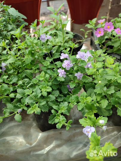 Рассада цветов, овощи