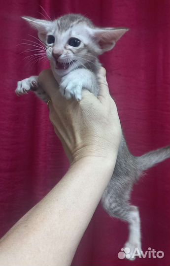 Ориентальная