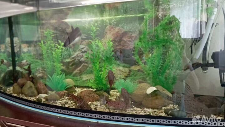 Аквариум 250 литров