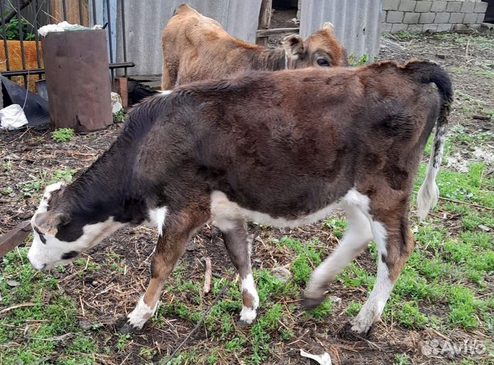 Тëлочка и бычок