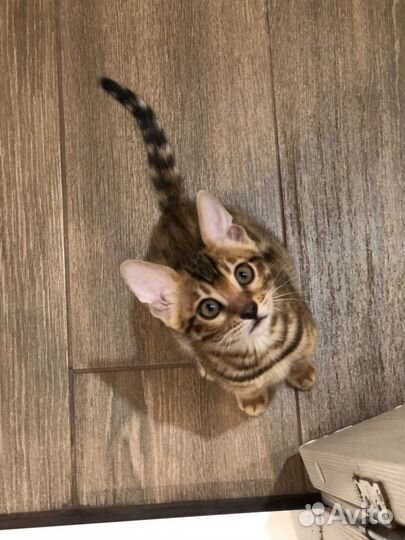 Бенгальская девочка