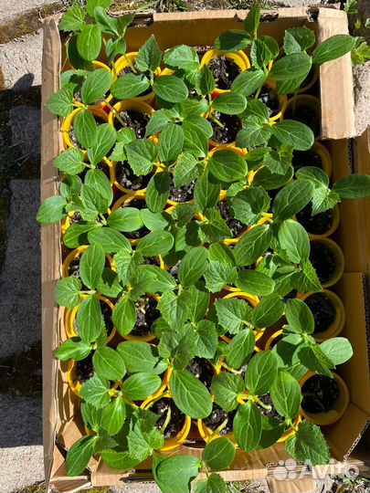 Рассада огурцов