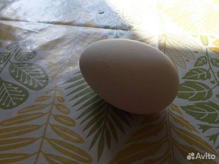 Продам яйцо гусиное