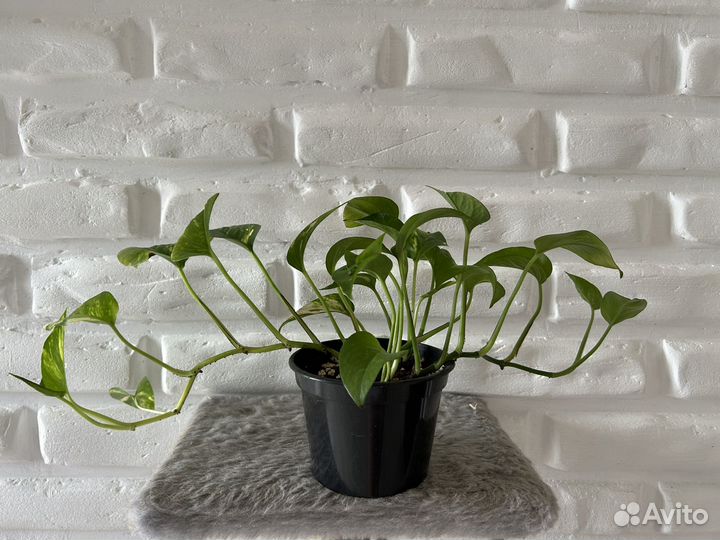 Сциндапсус золотистый