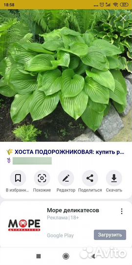 Хоста подорожниковая
