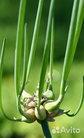 Рассада лука многолетнего