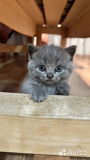 Шотландские котята