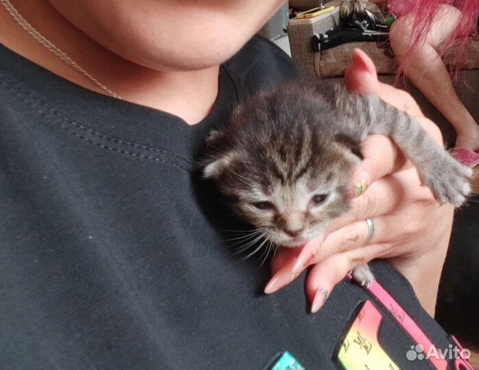 Кошки в добрые руки бесплатно