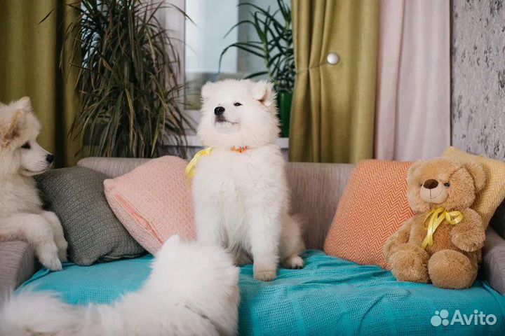 Щенки самоеда