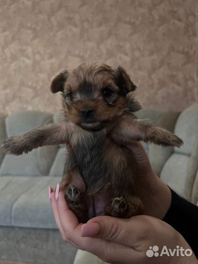 Йоркширский терьер щенки девочки