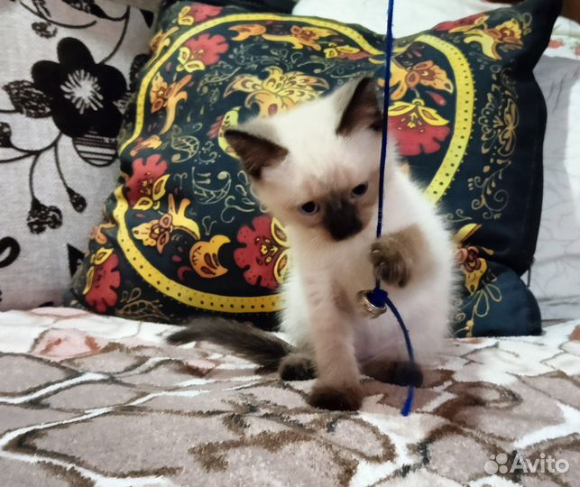 Тайские котята
