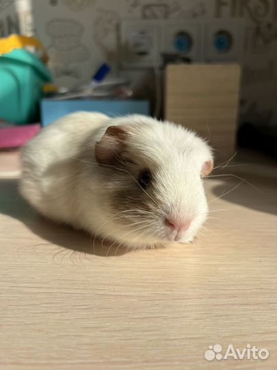 Морские свинки