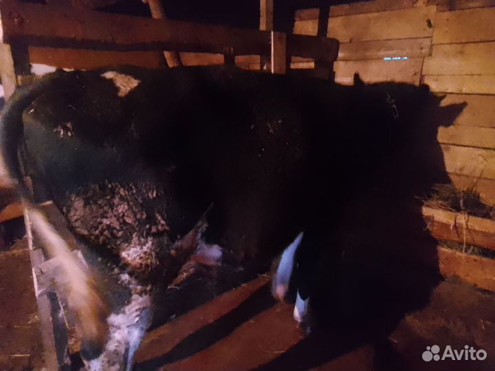 Бык и телки