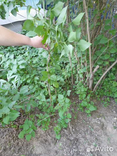 Саженцы Сирени