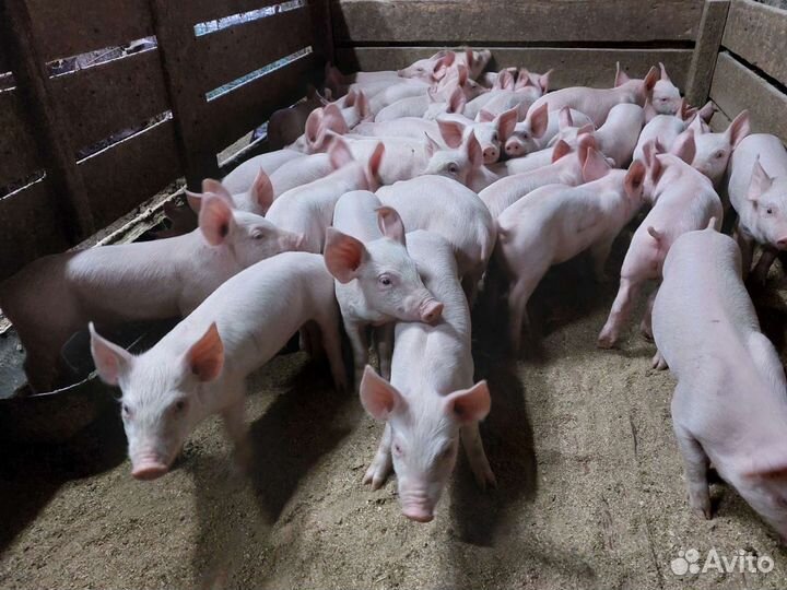 Поросята мясной и мясо-сальной породы