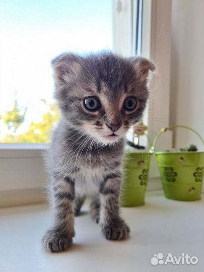 Отдаю котенка