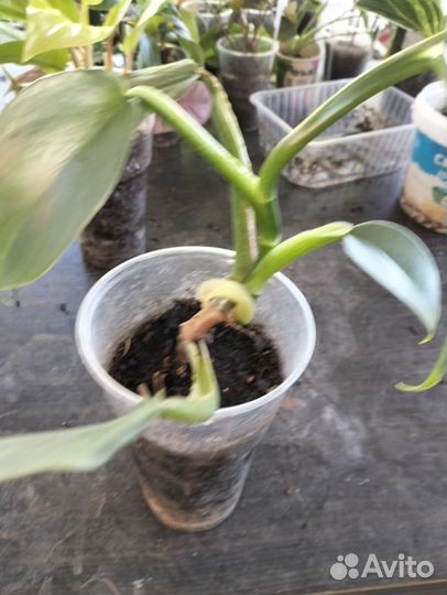 Цветы комнатные