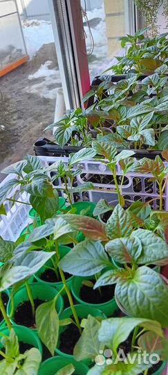 Рассада перца Рамиро