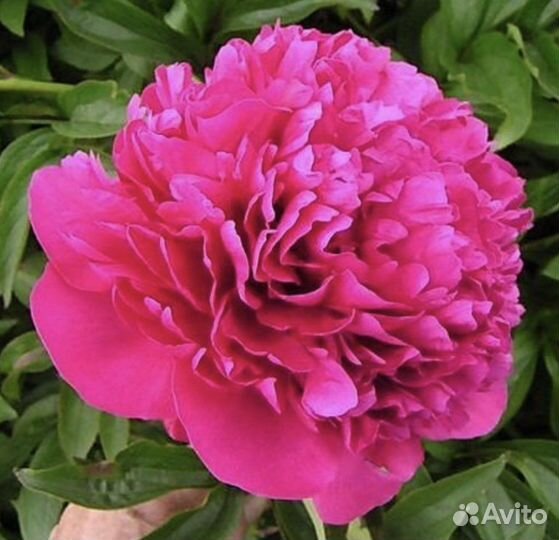 Пион Felix Crousse