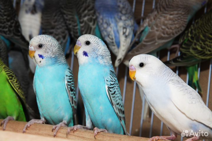 Малыши волнистого попугая. Птенцы