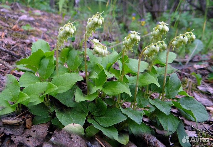 Саженцы Лекарственных растений