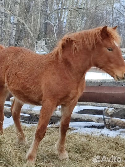 Продам жеребят