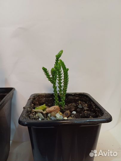 Плауновидная красулла,алоэ