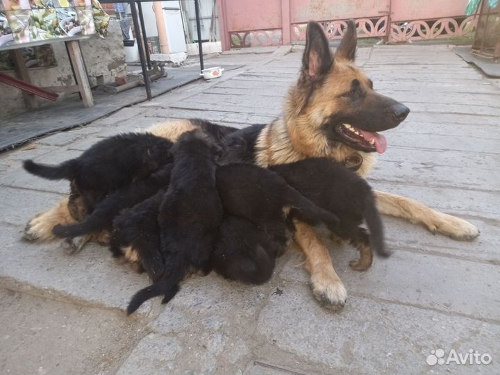 Немецкая овчарка