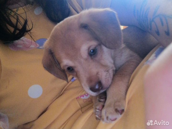 Щенок мальчик в добрые руки