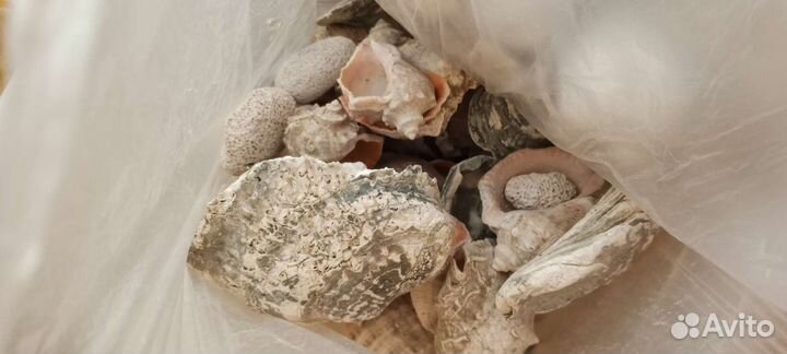 Черноморские ракушки