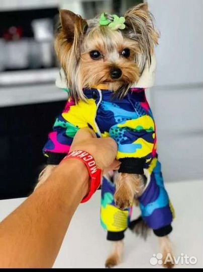 Одежда для собак мелких пород