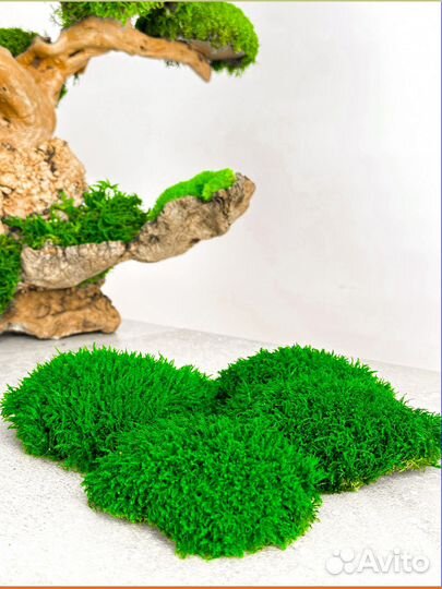 Стабилизированный мох ковер ягель кочка