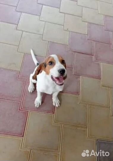 Щенок эстонской гончей