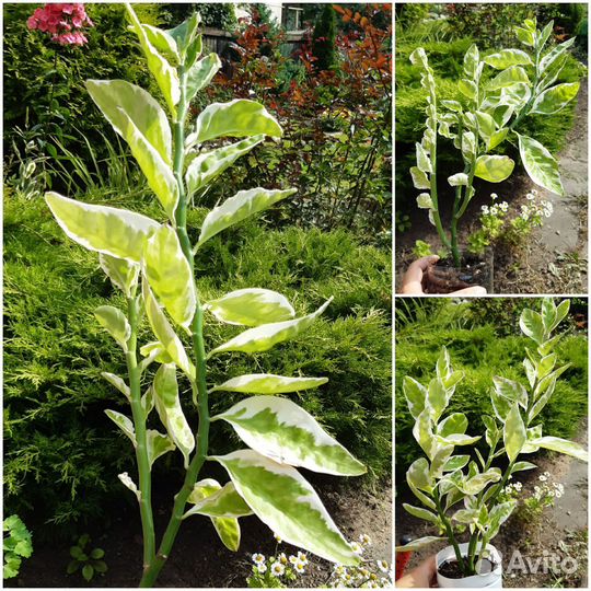 Комнатные растения