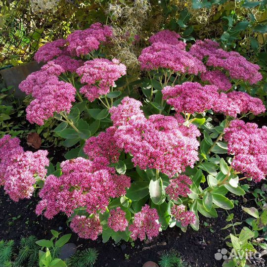 Бересклет форчуна, барвинок, очиток, колокольчик