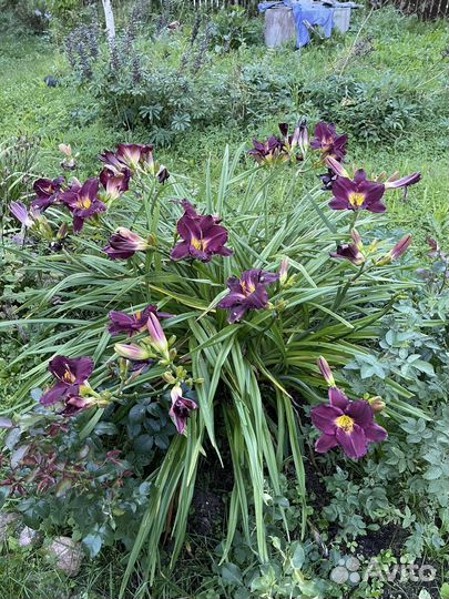 Лилейник гибридный Дэвид Кирхофф