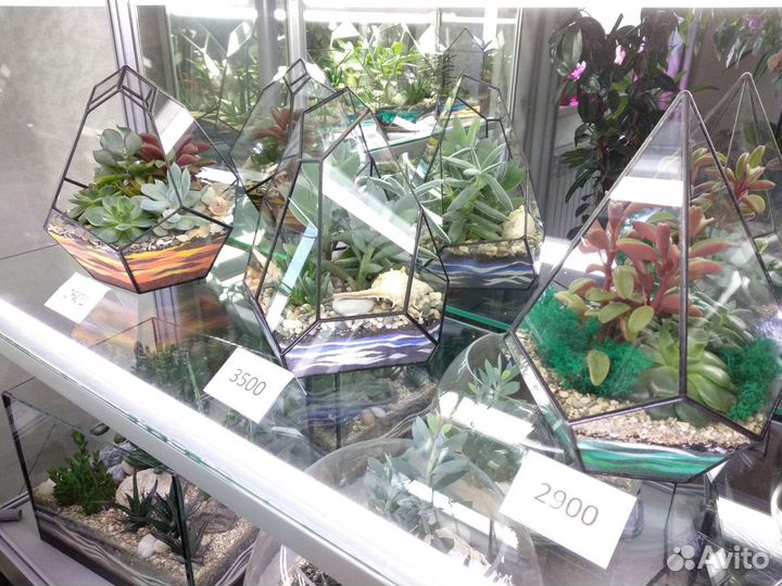 Флорариум, живые растения, мини-сады, подарок