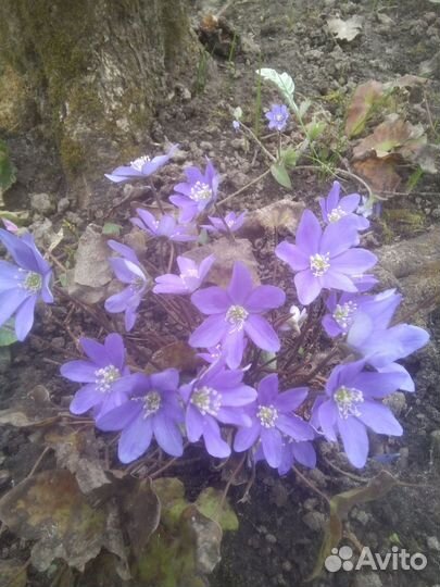 Крокусы и другие цветы