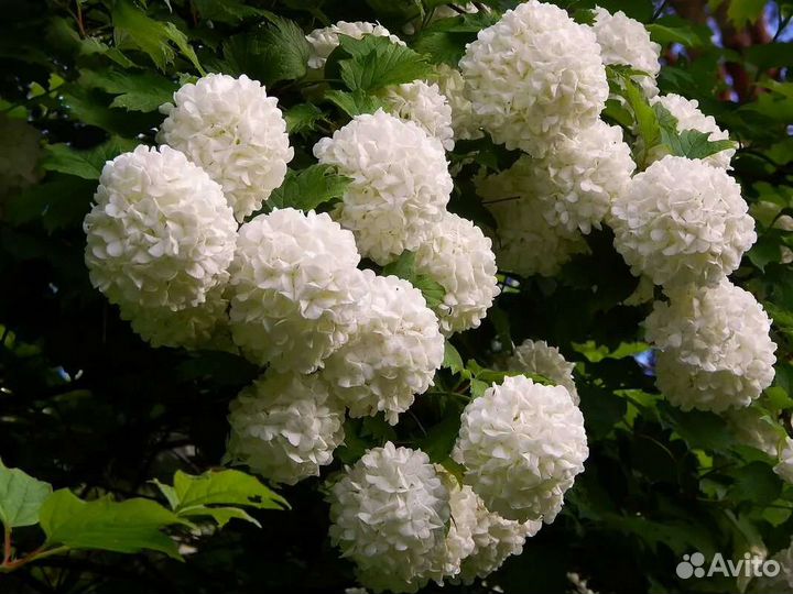 Калина бульденеж