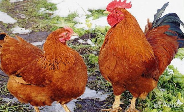 Куры несушки Ломан браун