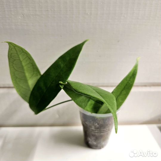 Хойи сортовые черенки с корешками