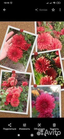 Хризантема