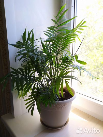 Комнатные цветы