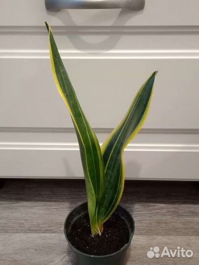 Сансевиерия Гибрид Футура Канари