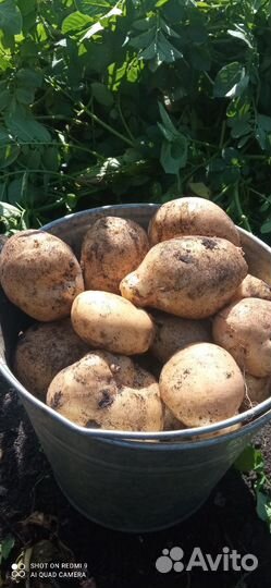 Продам картофель